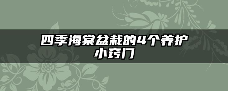 四季海棠盆栽的4个养护小窍门