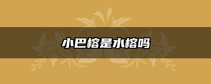 小巴榕是水榕吗