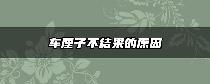 车厘子不结果的原因