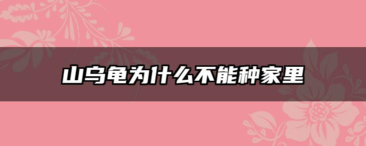 山乌龟为什么不能种家里