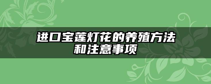进口宝莲灯花的养殖方法和注意事项