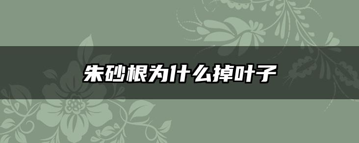 朱砂根为什么掉叶子