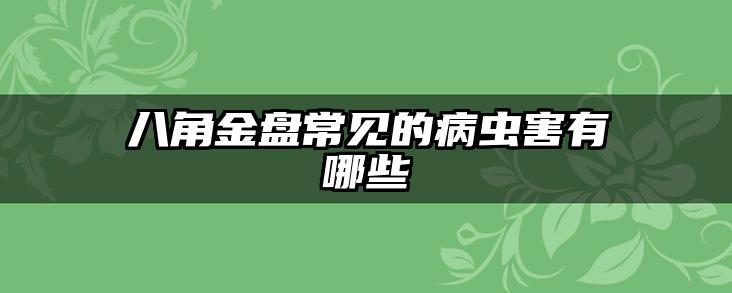 八角金盘常见的病虫害有哪些