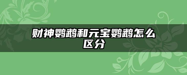 财神鹦鹉和元宝鹦鹉怎么区分