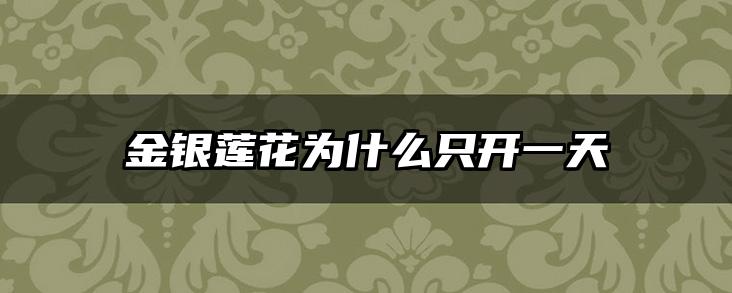金银莲花为什么只开一天