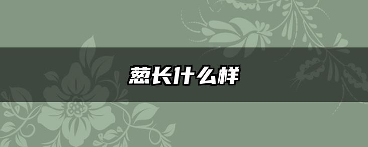葱长什么样