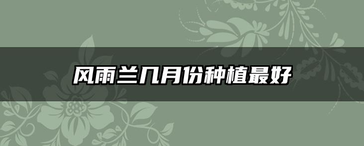 风雨兰几月份种植最好