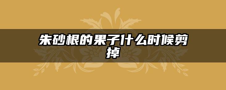 朱砂根的果子什么时候剪掉