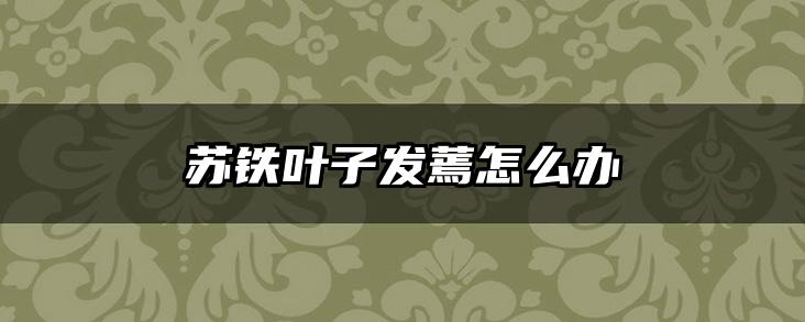 苏铁叶子发蔫怎么办