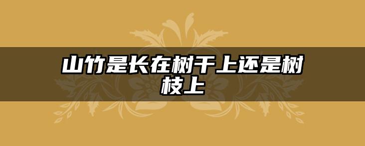 山竹是长在树干上还是树枝上