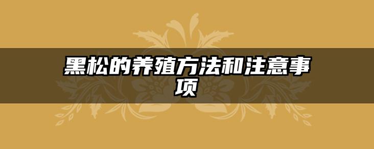 黑松的养殖方法和注意事项