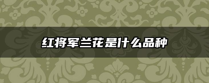 红将军兰花是什么品种