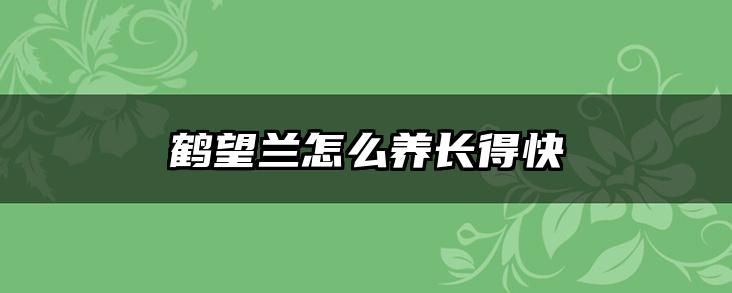 鹤望兰怎么养长得快