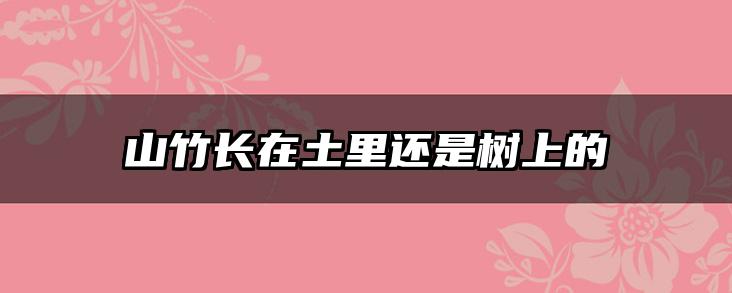 山竹长在土里还是树上的