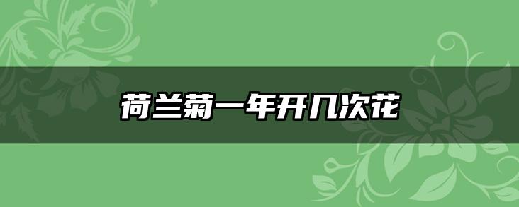 荷兰菊一年开几次花