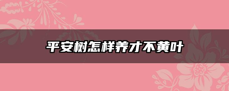 平安树怎样养才不黄叶