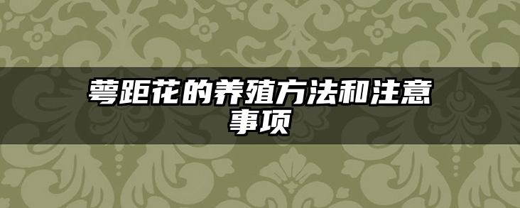 萼距花的养殖方法和注意事项