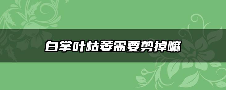 白掌叶枯萎需要剪掉嘛