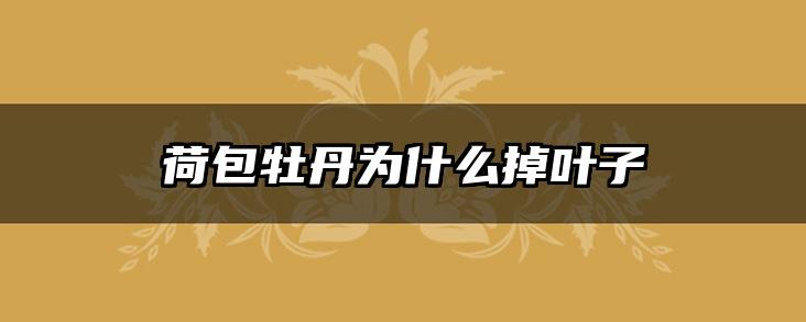 荷包牡丹为什么掉叶子