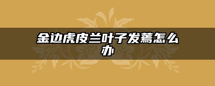 金边虎皮兰叶子发蔫怎么办