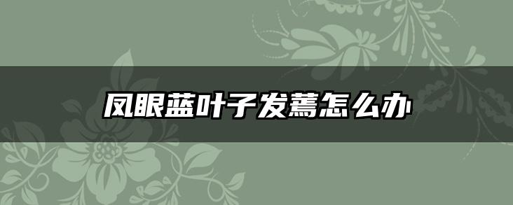 凤眼蓝叶子发蔫怎么办