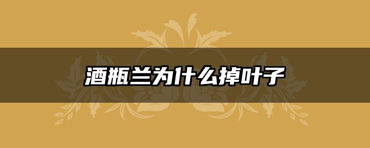 酒瓶兰为什么掉叶子