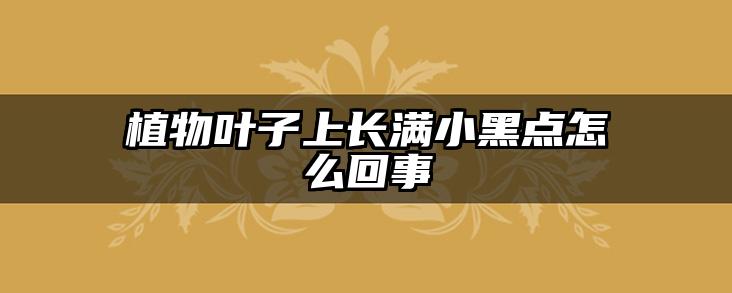 植物叶子上长满小黑点怎么回事