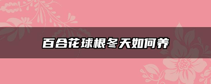 百合花球根冬天如何养