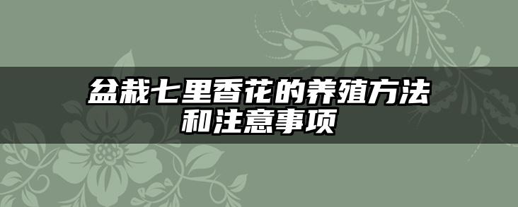 盆栽七里香花的养殖方法和注意事项