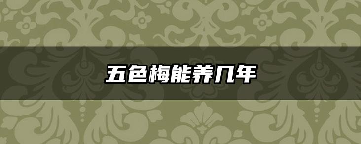 五色梅能养几年