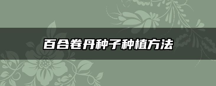 百合卷丹种子种植方法