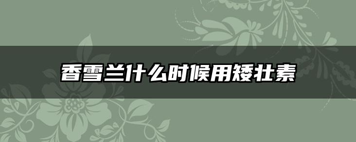香雪兰什么时候用矮壮素