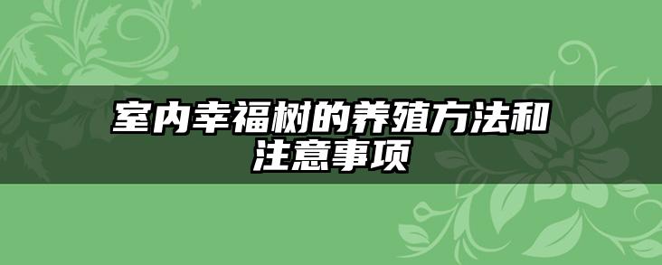 室内幸福树的养殖方法和注意事项