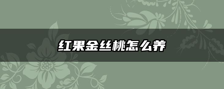 红果金丝桃怎么养