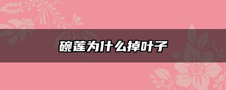 碗莲为什么掉叶子