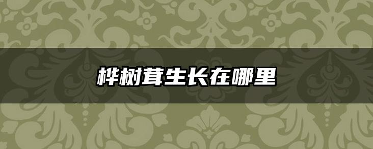 桦树茸生长在哪里
