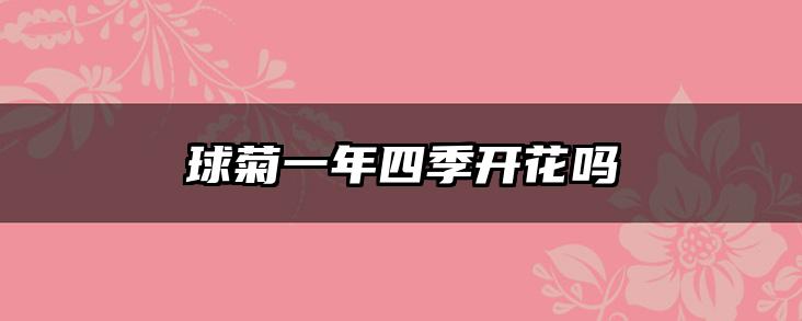 球菊一年四季开花吗