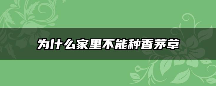 为什么家里不能种香茅草