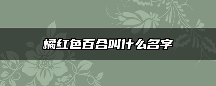 橘红色百合叫什么名字