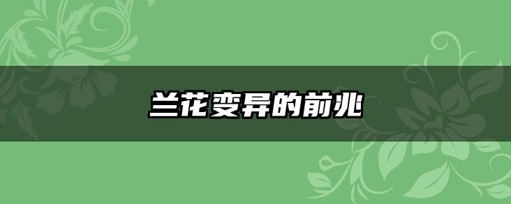 兰花变异的前兆