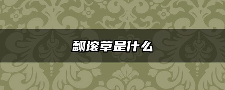 翻滚草是什么