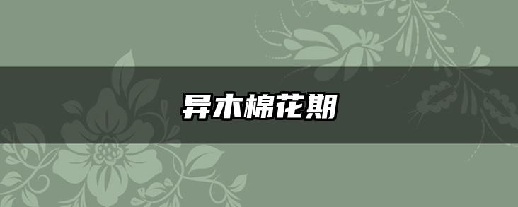 异木棉花期