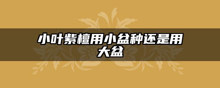 小叶紫檀用小盆种还是用大盆