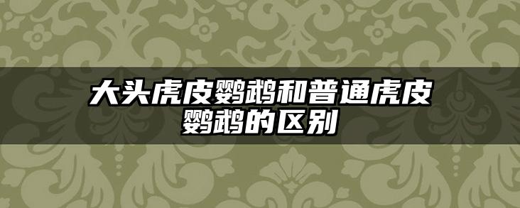 大头虎皮鹦鹉和普通虎皮鹦鹉的区别