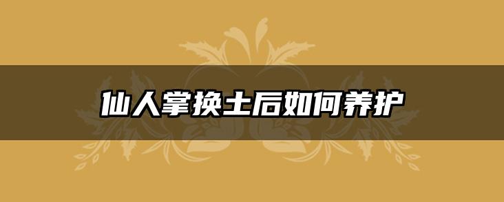 仙人掌换土后如何养护