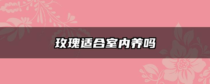 玫瑰适合室内养吗