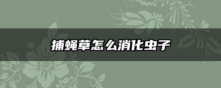 捕蝇草怎么消化虫子