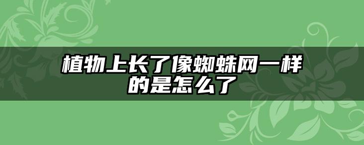 植物上长了像蜘蛛网一样的是怎么了