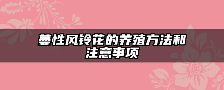 蔓性风铃花的养殖方法和注意事项