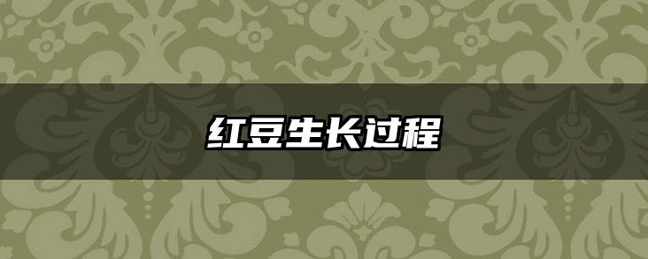 红豆生长过程
